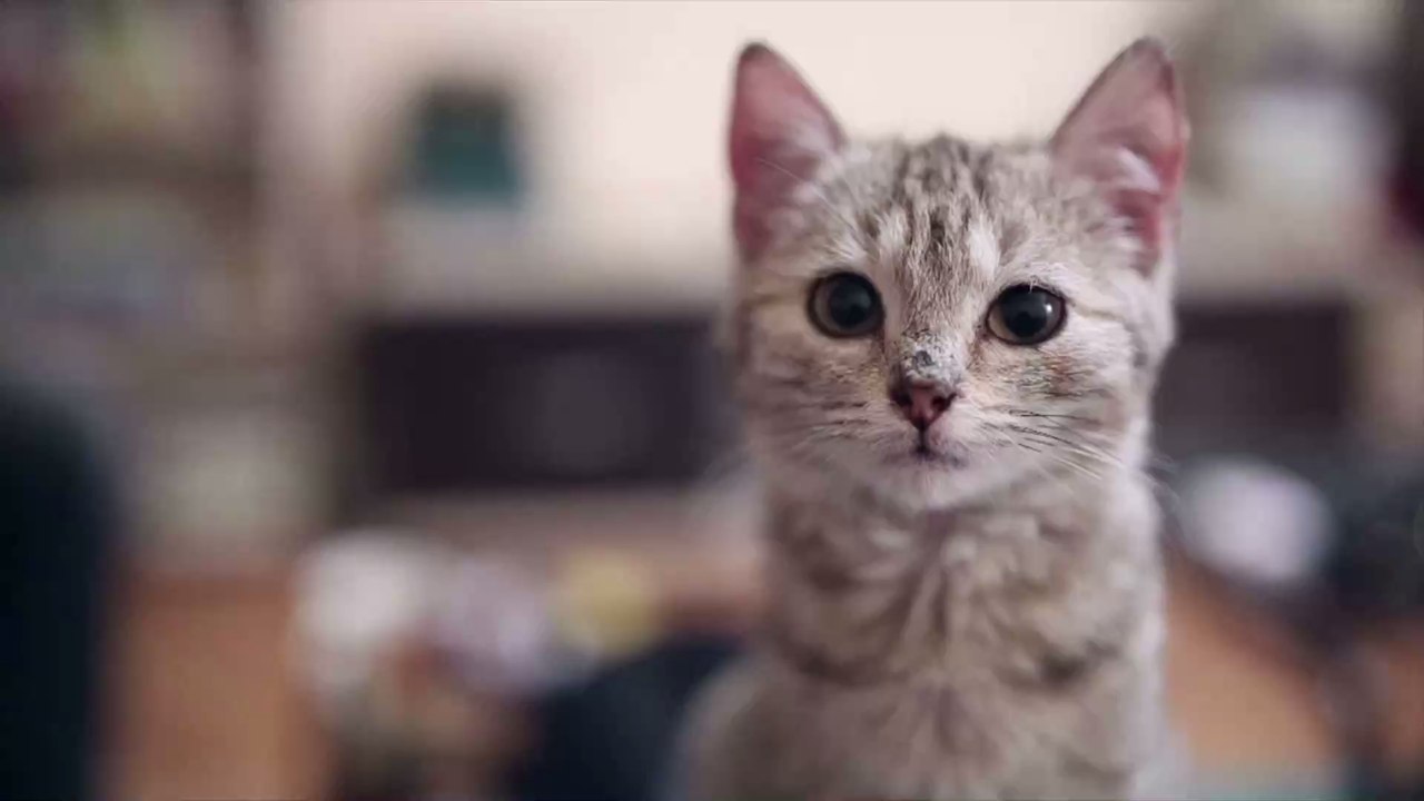 Mit diesen 10 Tipps leben Katzenbabys sich perfekt im neuen Zuhause ein