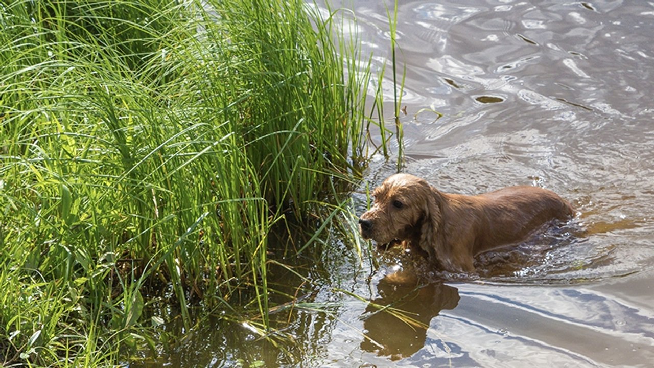 Hund will sich im Teich erfrischen, doch dort lauert eine überraschende