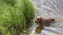 Hund will sich im Teich erfrischen, doch dort lauert eine überraschende Gefahr