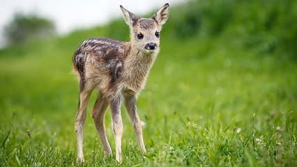 Mit welchem Tier hast du deinem Sternzeichen nach am meisten Ähnlichkeit?