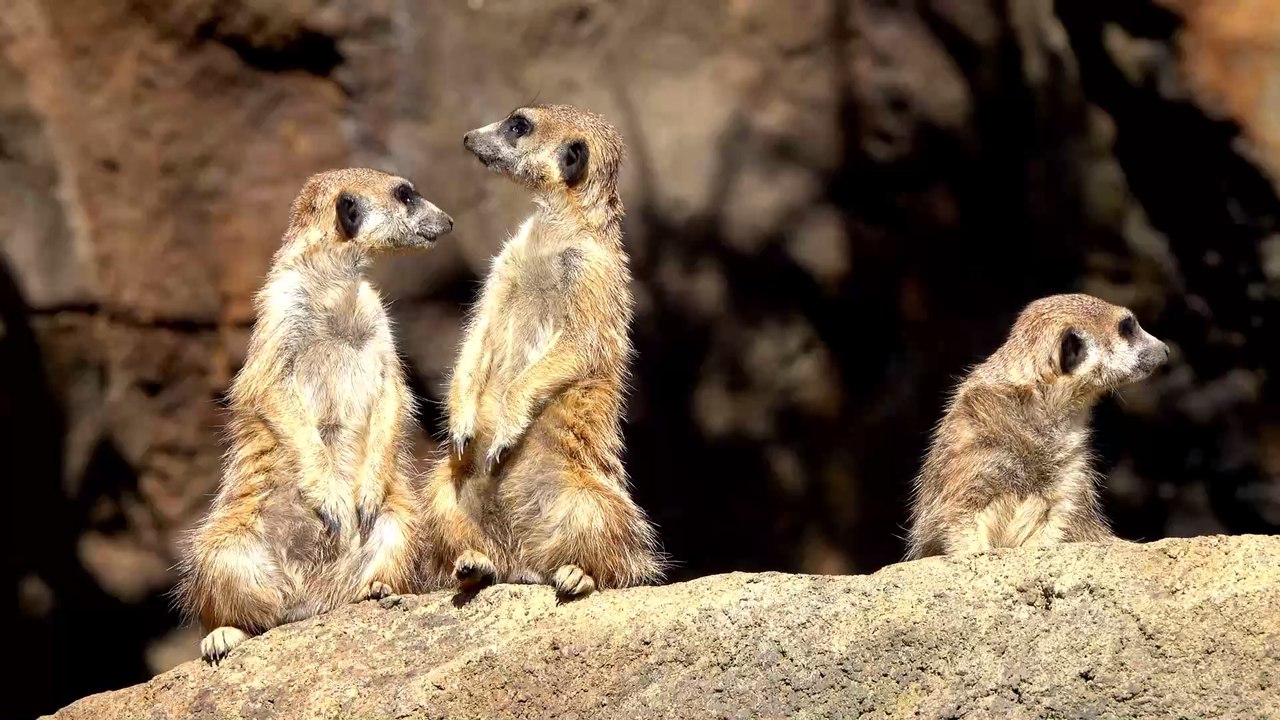 So wirkt sich das Coronavirus auf Katzen und Hunde aus