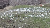 Şırnak dağlarına baharın habercisi kardelenler çiçek açtı
