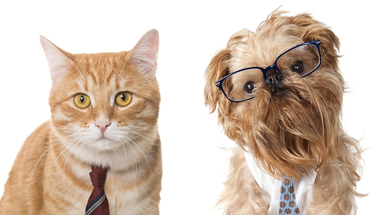 Katze vs. Hund: Dieses Haustier ist intelligenter
