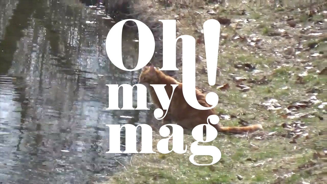 Keine Streicheleinheiten: Campus Cat, die Katze mit Ehrentitel, muss durch eine schwere Zeit