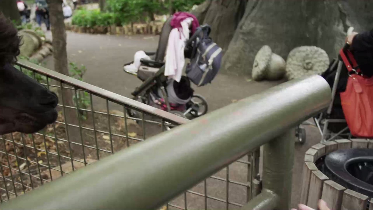 Mann klettert in Zoo-Gehege und kämpft mit einem Bären (Video)