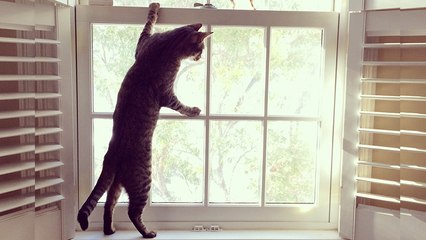 Das solltest du niemals machen, wenn du deine Katze alleine zu Hause lässt