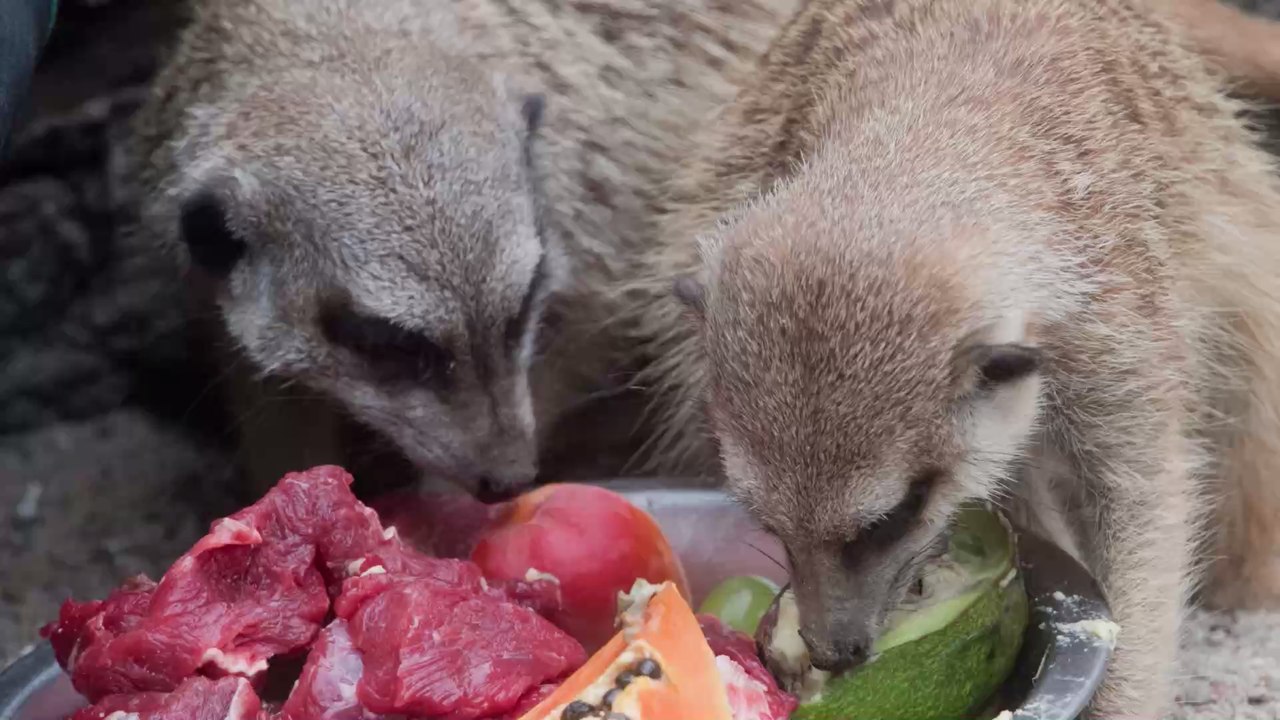 Corona-Krise: Tierpark in Neumünster denkt über Notschlachtung nach