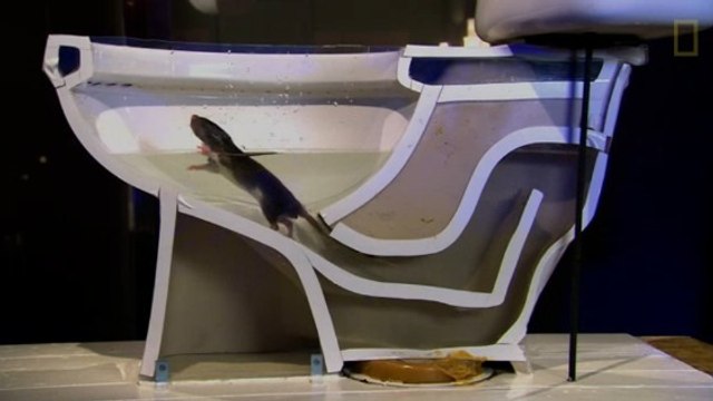 Rats : voici comment ils parviennent à remonter facilement vos toilettes