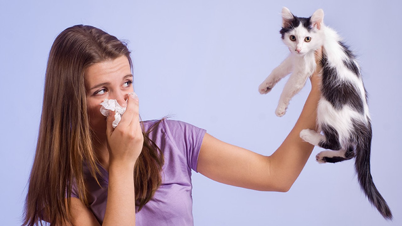 Katzenallergiker aufgepasst: Neues Medikament macht Schluss mit eurer Allergie!