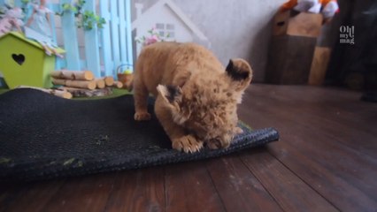 Astrologie: Darum sind Löwen die besten Freunde!