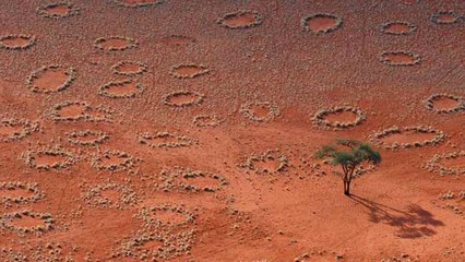 Le mystère des cercles de fées de Namibie enfin résolu ?