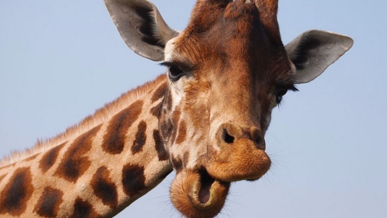 Quel Est Le Cri De La Girafe