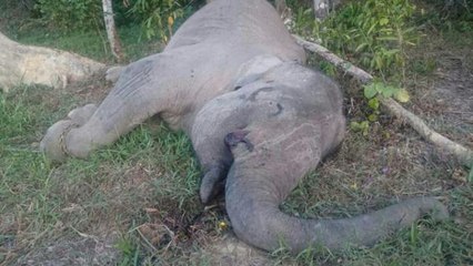Yongki, un célèbre éléphant de Sumatra tué par des braconniers pour son ivoire
