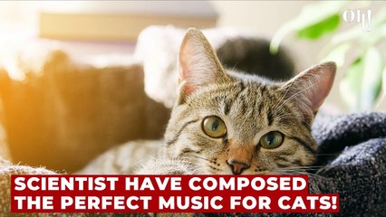 Scientists have created the perfect music for cats!