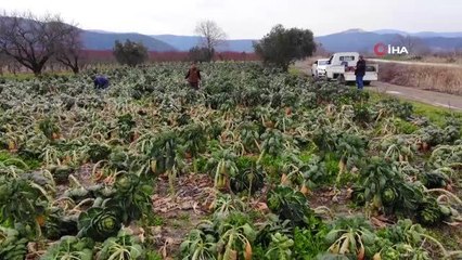 Brüksel lahanası üreticinin yüzünü güldürdü