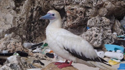 D'ici 2050, plus de 99% des oiseaux marins auront avalé du plastique, selon une étude