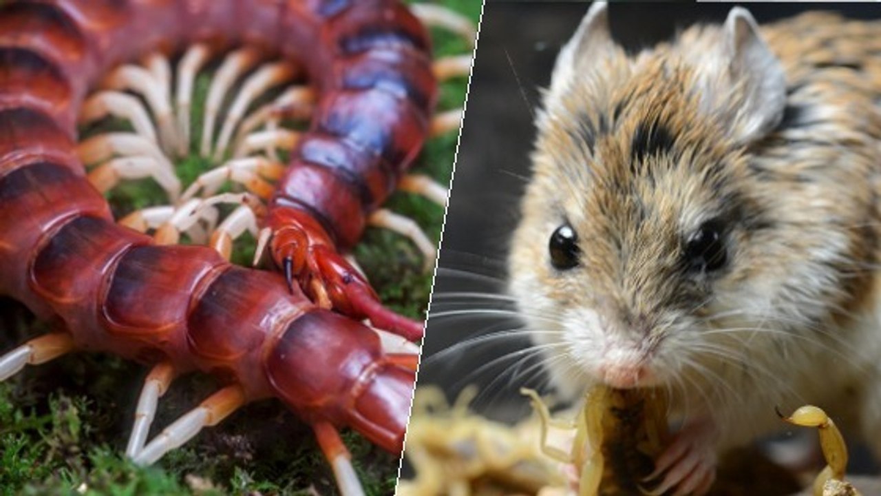 Quand une scolopendre géante affronte une souris-sauterelle en pleine nature