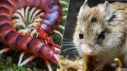 Quand une scolopendre géante affronte une souris-sauterelle en pleine nature
