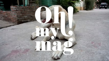 Haustiere im eigenen Garten beerdigen - ist das erlaubt?