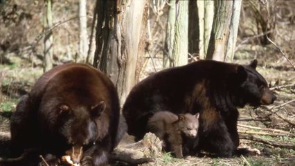 Beeindruckend: Zwei Braunbären liefern sich Kampf an russisch-chinesischer Grenze