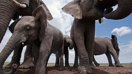 L'éléphant, un emblème qui pourrait disparaitre d'ici 20 ans