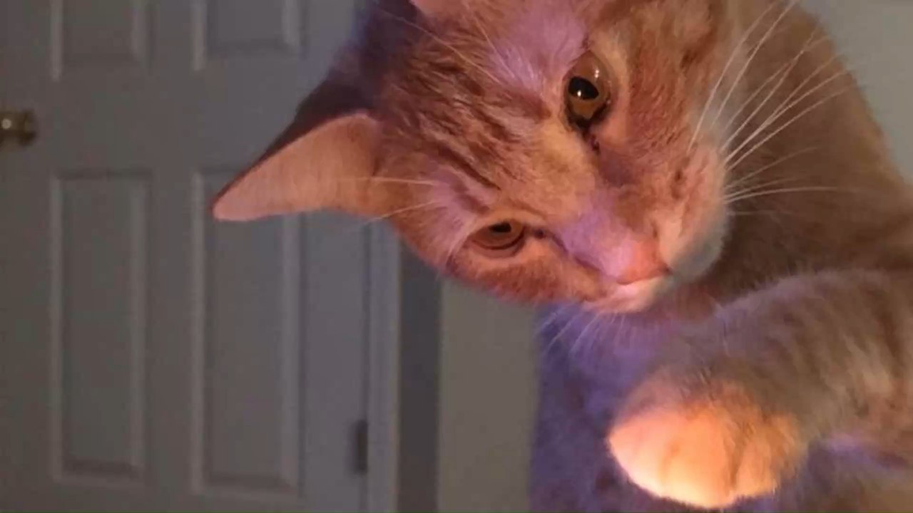 Ehemann wirft seinem Kater vor, ein böser Geist zu sein: 'Meine Frau ist wegen ihm schwanger'