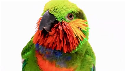 اليوم العالمي للحيوانات البرية