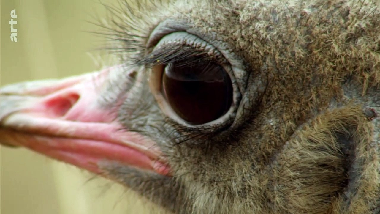 À plumes et à... pied - Les oiseaux marcheurs_