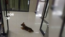This dog waited 3 months for its owner, who died in the hospital due to COVID-19