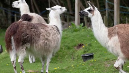 Hoffnung gegen Covid-19: Lamas könnten Antikörper in sich tragen