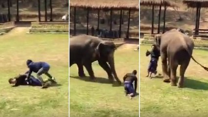 L'étonnante réaction d'un éléphant face à l'agression d'un soigneur en Thaïlande