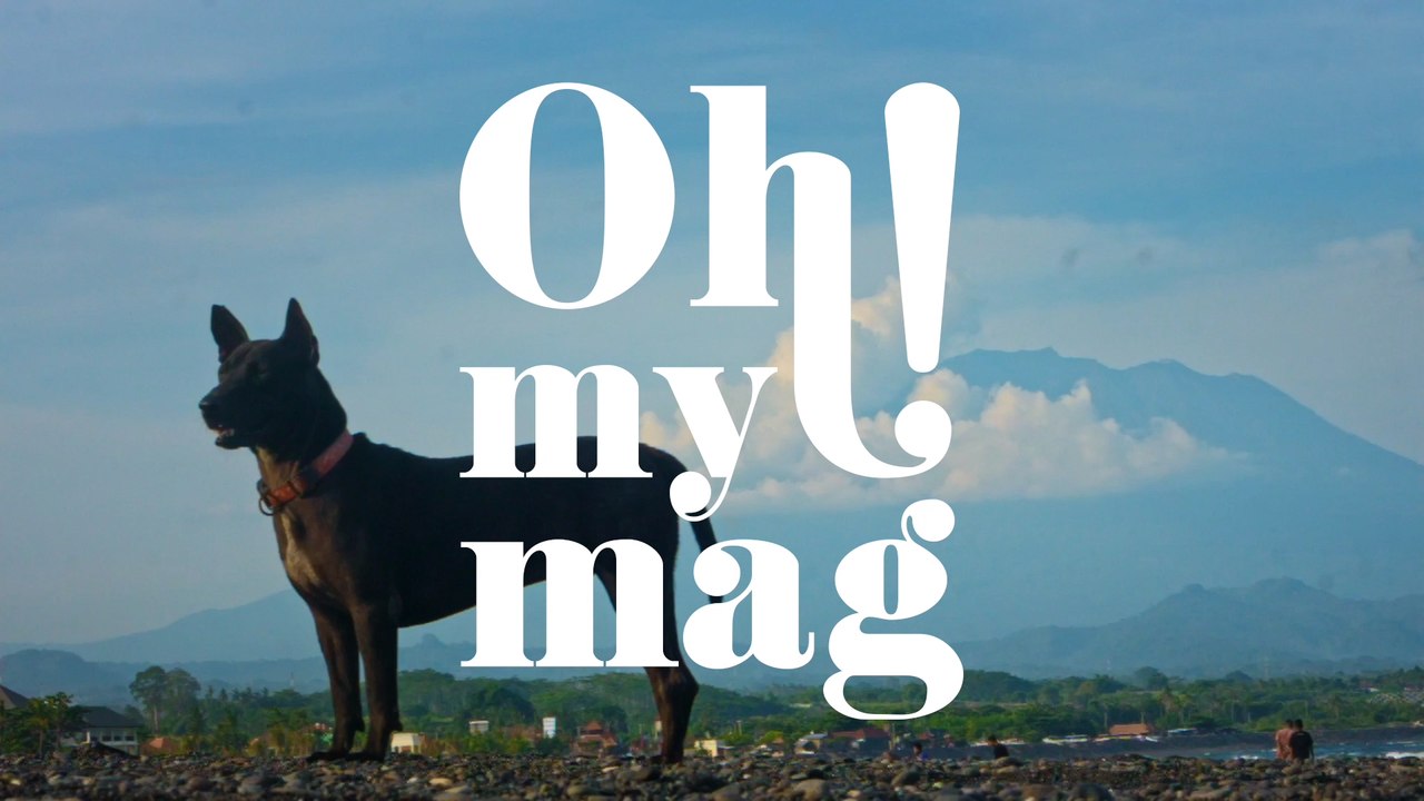 Beunruhigende Hundekrankheit aus Norwegen breitet sich in Deutschland aus