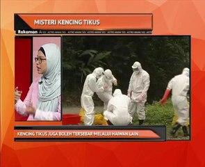 Kencing tikus juga boleh tersebar melalui haiwan lain