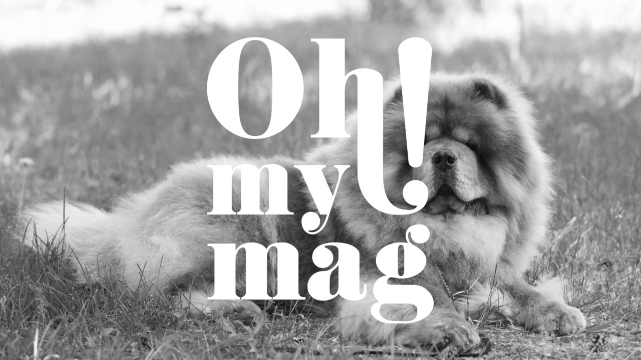 Touristenattraktion: Café macht Unfassbares, damit Hunde wie Pandas aussehen