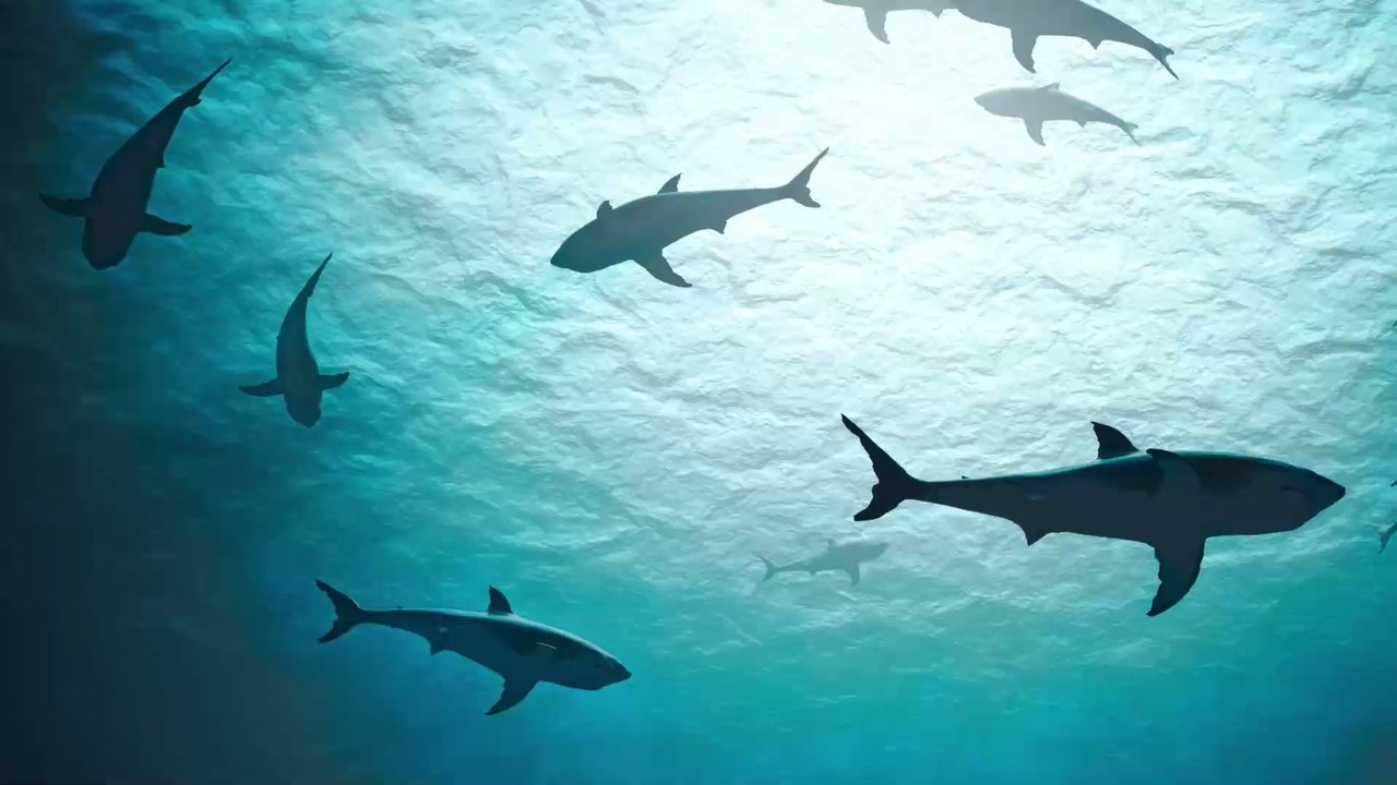 Unglaublicher Stunt: Weißer Hai springt in Südafrika 4 Meter hoch