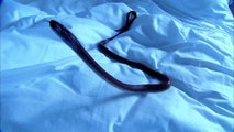 1,20-Meter-Schlange aus Rachen von Frau gezogen: Ist das Ekel-Video fake?
