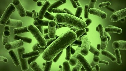 Enfin l'élixir de jouvence ? Un scientifique russe s'injecte une bactérie vieille de 3,5 millions d'années
