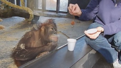 Insolite : la réaction hilarante d'un orang-outan face à un tour de magie
