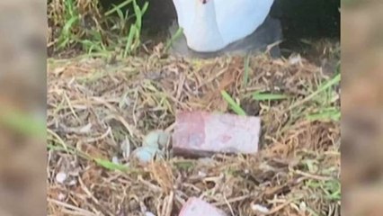 This swan has 'died of a broken heart' after her family was crushed to pieces