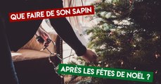 Que faire de son sapin après les fêtes de Noël ?