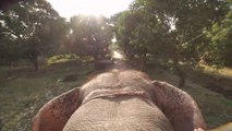 Pregnant elephant suffers a cruel fate after being fed pineapple stuffed with firecrackers