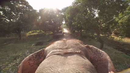 Pregnant elephant suffers a cruel fate after being fed pineapple stuffed with firecrackers