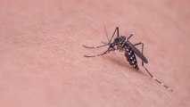 Coronavirus: Could Mosquitoes Be Responsible for the Spreading the Disease This Summer?