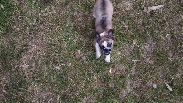 Schottland: Mehr als 600 Hunde stürzen sich von einer Brücke in die Tiefe