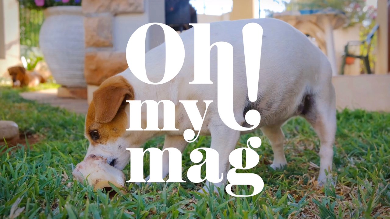 Hunde leiden schon seit Jahrtausenden an sexuell übertragbarem Krebs