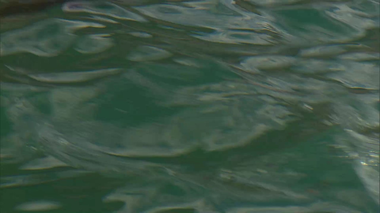 See-Elefant greift an: Weißer Hai rettet sich in letzter Sekunde (Video)