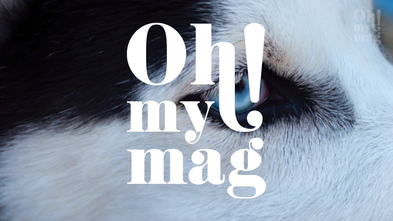 Diese Hunderassen erobern mit ihren blauen Augen euer Herz