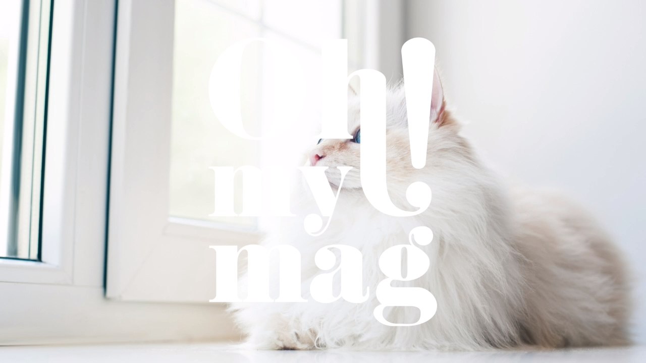 Wenn du eine weiße Katze adoptieren willst, gibt es einiges zu beachten!