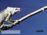 African Chameleon Preying on Insects