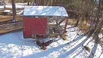 'Hungry hawk breaks into chickens' home and spawns a riot '